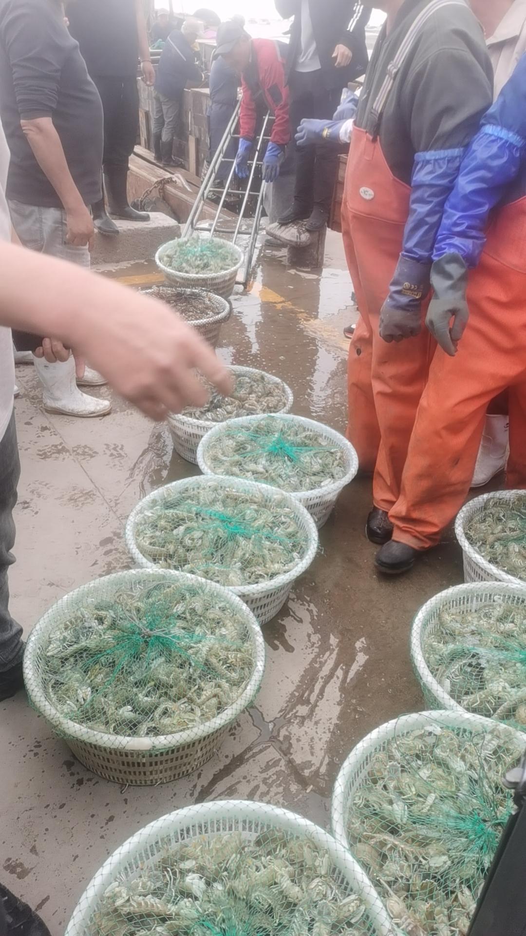 黄骅港出海现打捞上来的皮皮虾，五月份正是皮皮虾肥美多子，特大号100元5斤，可以