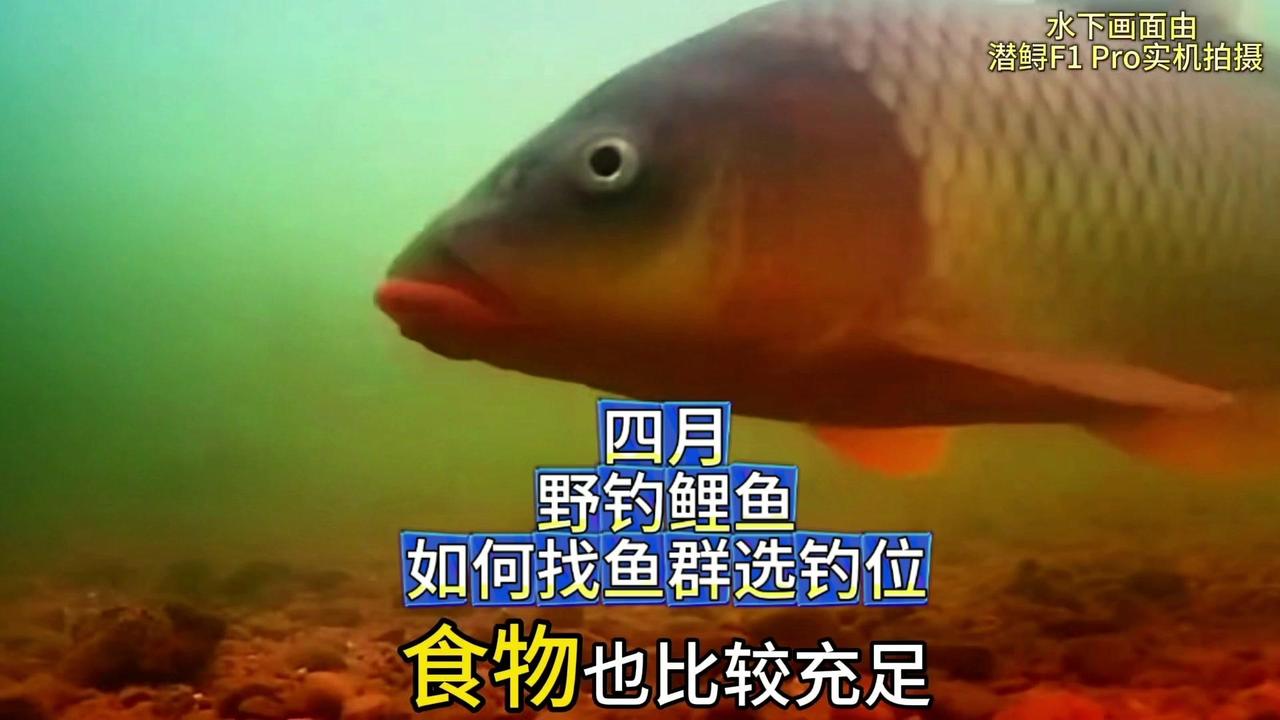 🎉进入4月份以后，野钓鲤鱼，应该选择什么样的环境和位置？水下视频新观察，带你了