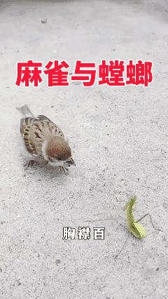 非得和你较量一下！[泣不成声]