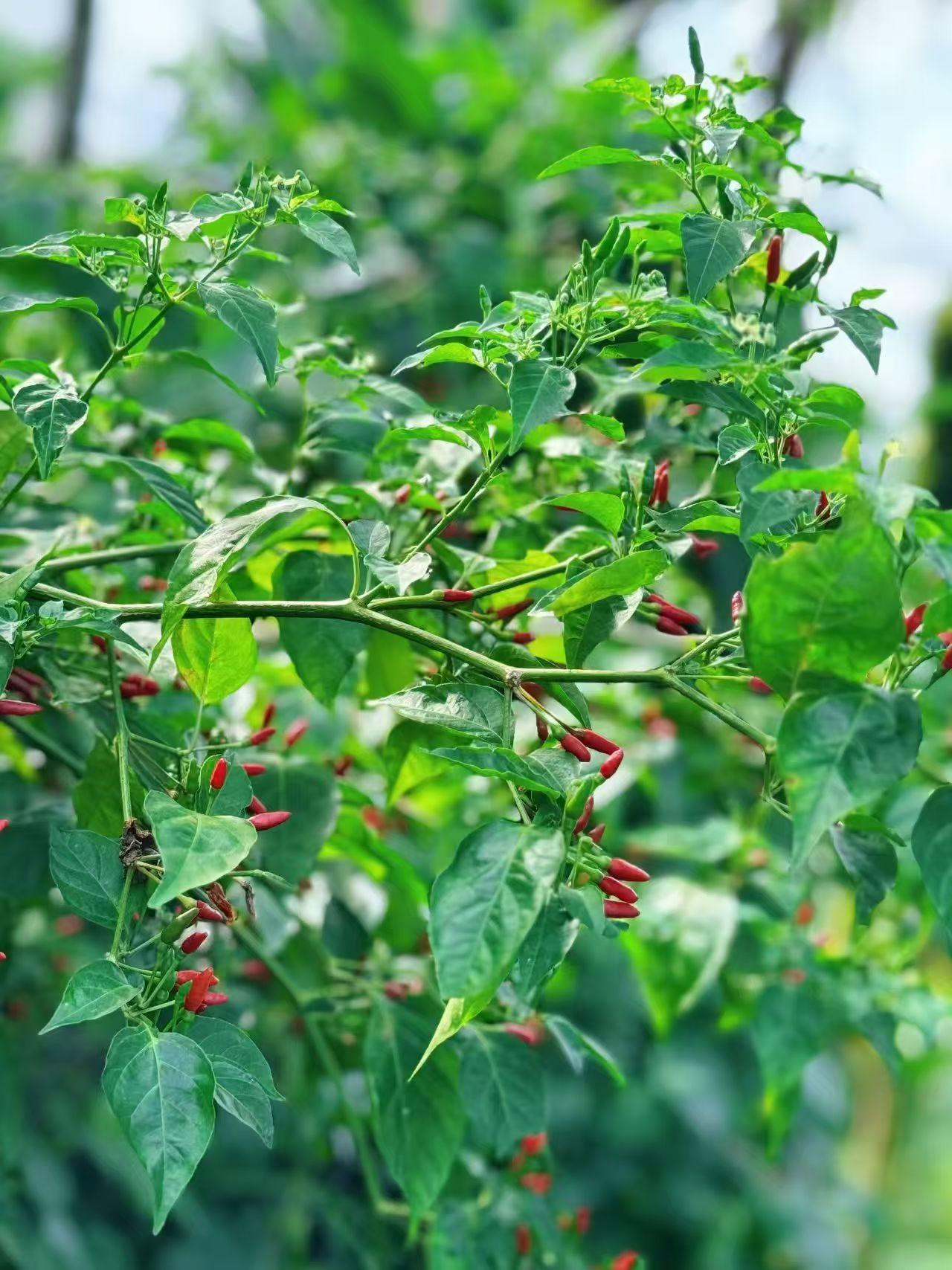 小米辣，狂狂野 ࿆鲜࿆采࿆摘