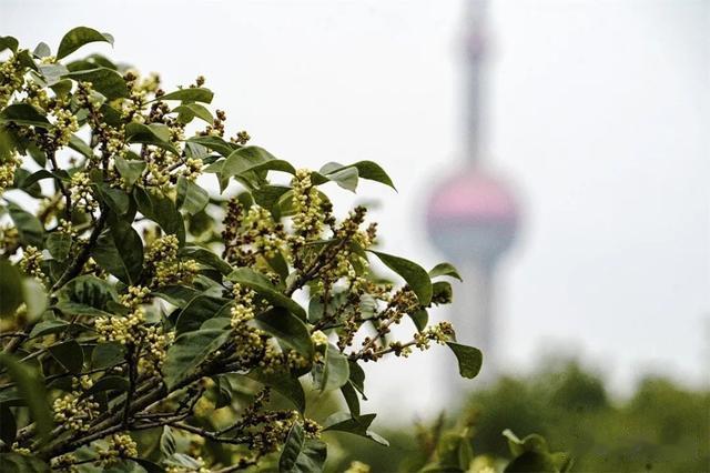 你知道桂花为啥夜里更香吗？黄浦最大成片桂花林香醉游人！