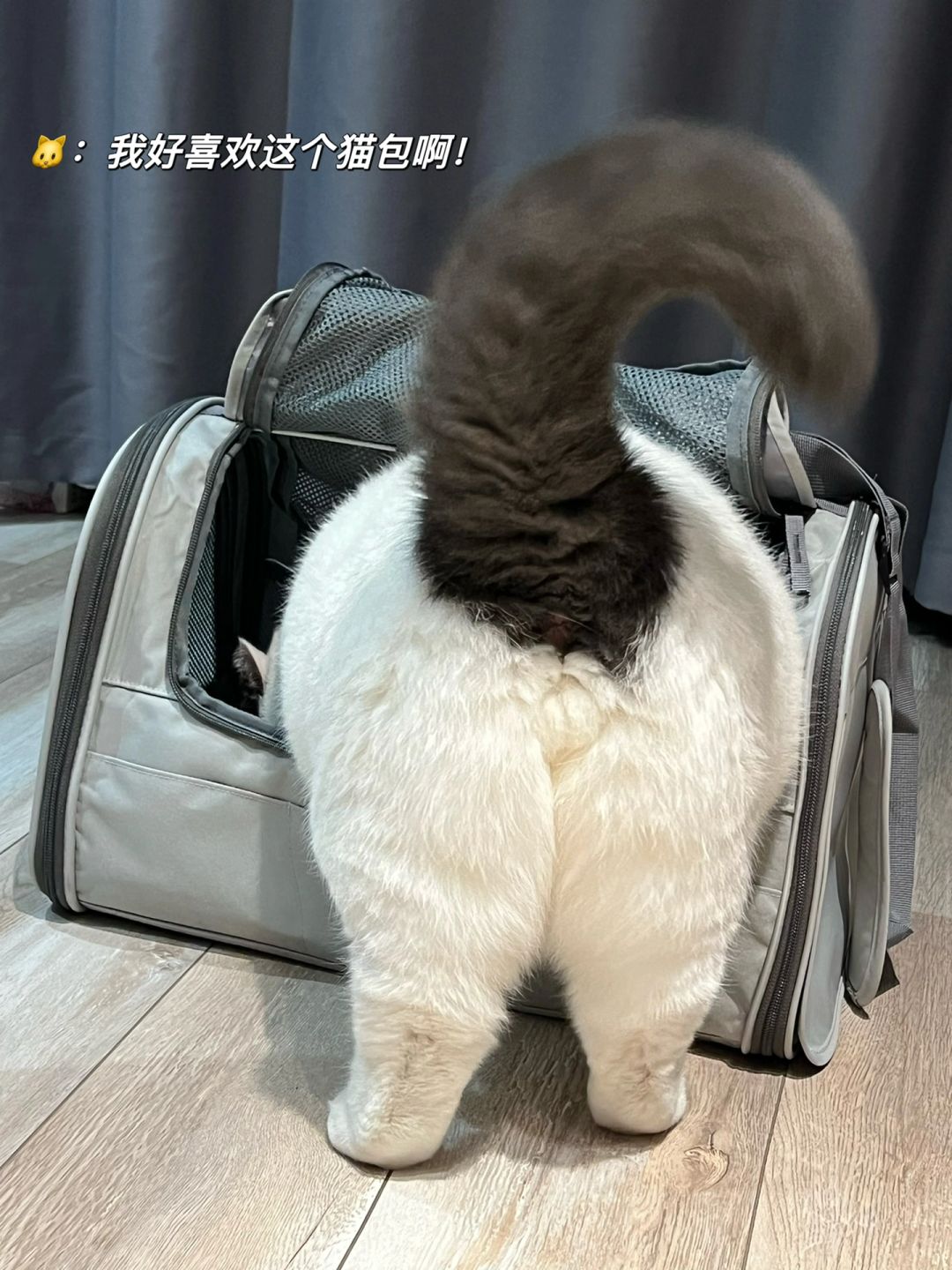 在大大的猫包里我挖呀挖呀挖！