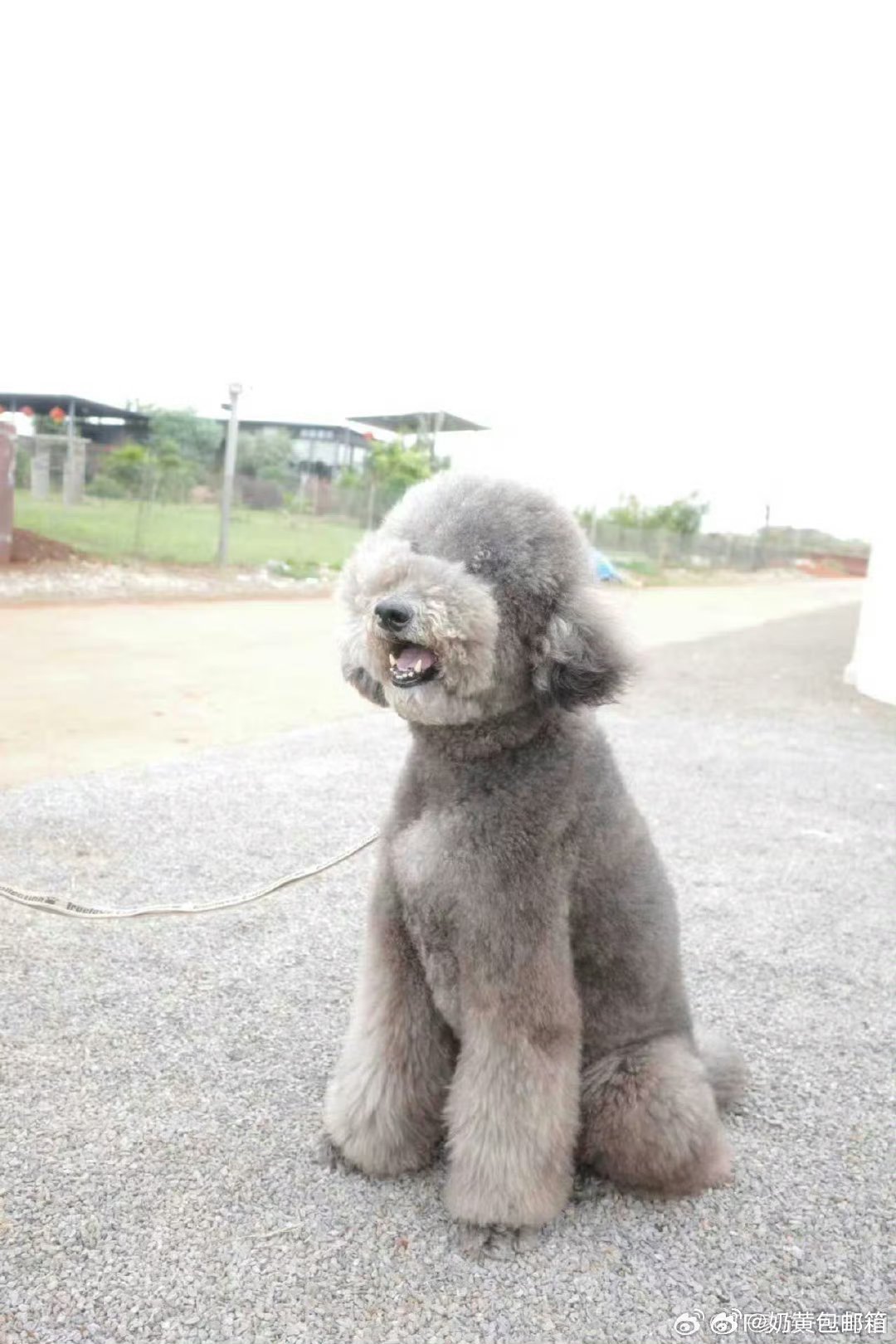 左奇函两只小狗看见皮皮就想笑 