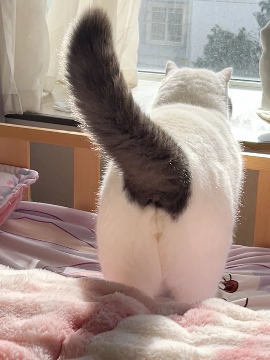 小猫小猫你穿的毛裤真厚啊！