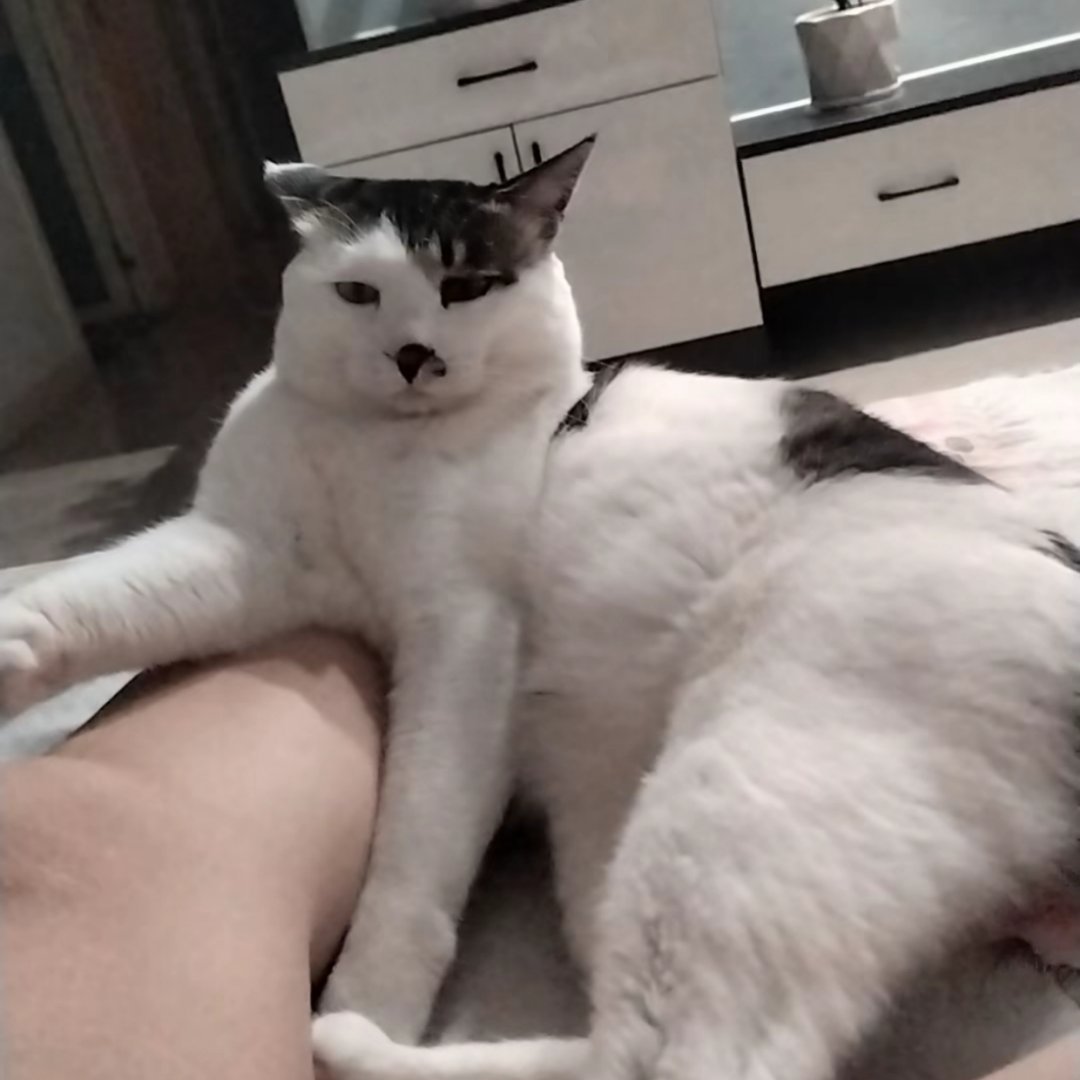 互联网丑猫大赏 