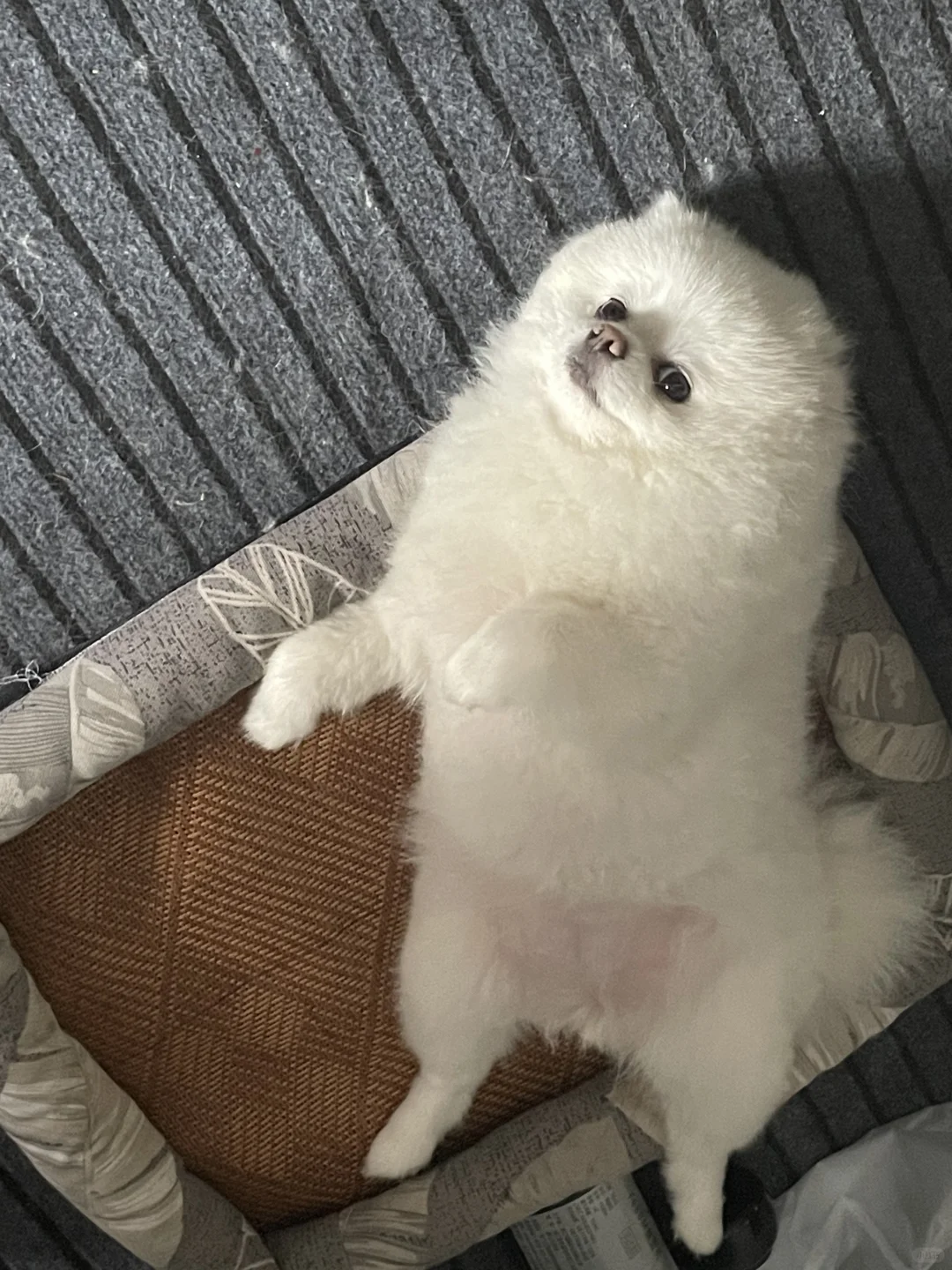 当我在上刷到小狗的性格随主人