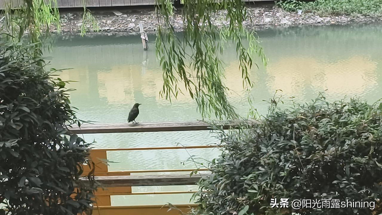 立秋后天气真的凉下来了吗今天是凉一些了，昨天晚上外面起了风，明显不那么热了。