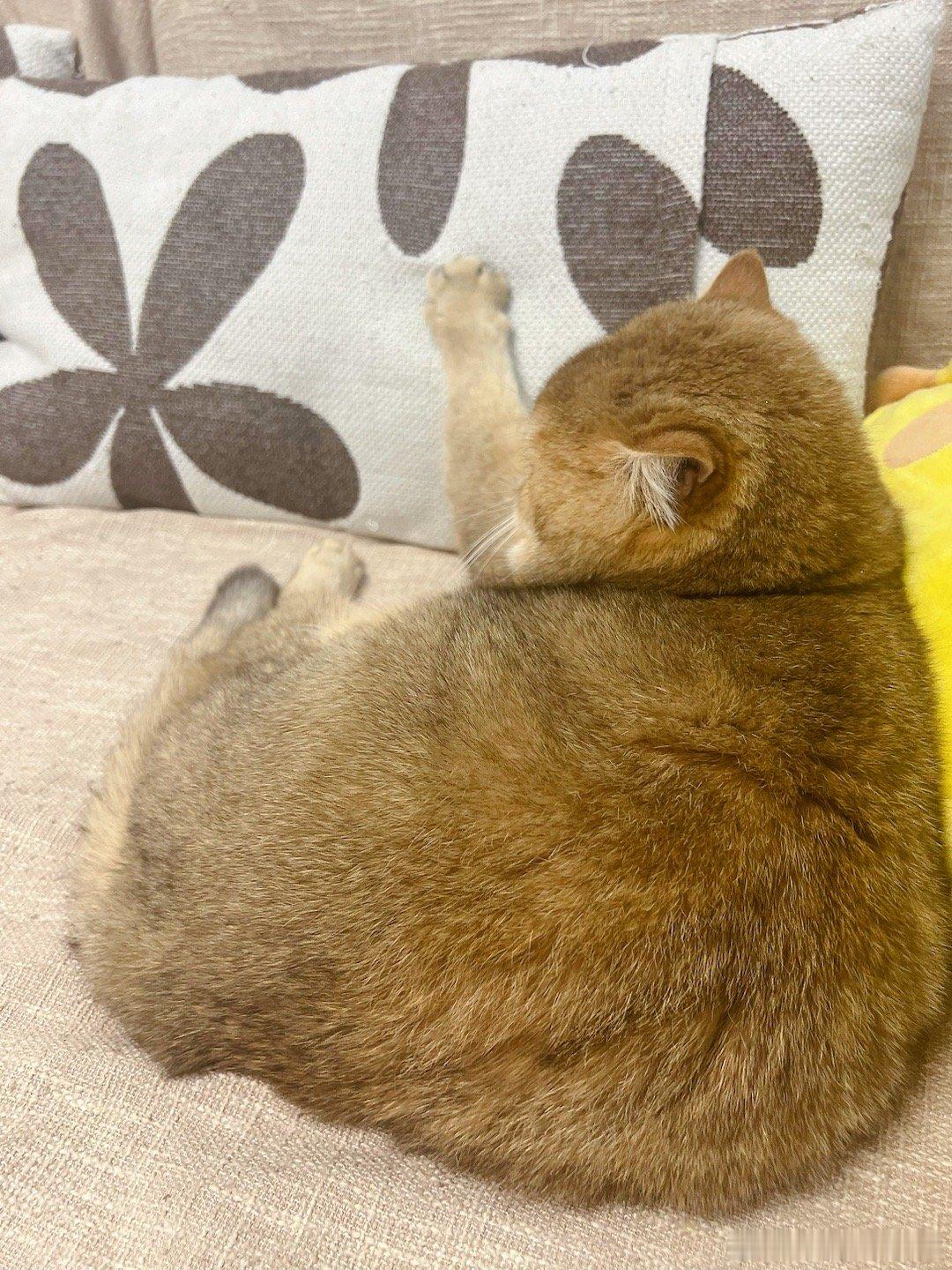 好困呀🥱#我家有宠初成长##转发接龙开心年##日常分享# ​​​