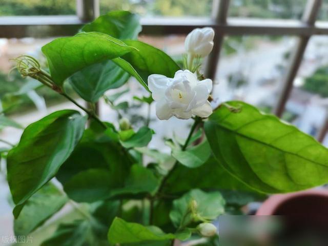 谁懂啊！阳台养对花真的能把平凡日子暖得发亮！最近刷到好多网友晒阳台花园，从爬满栏