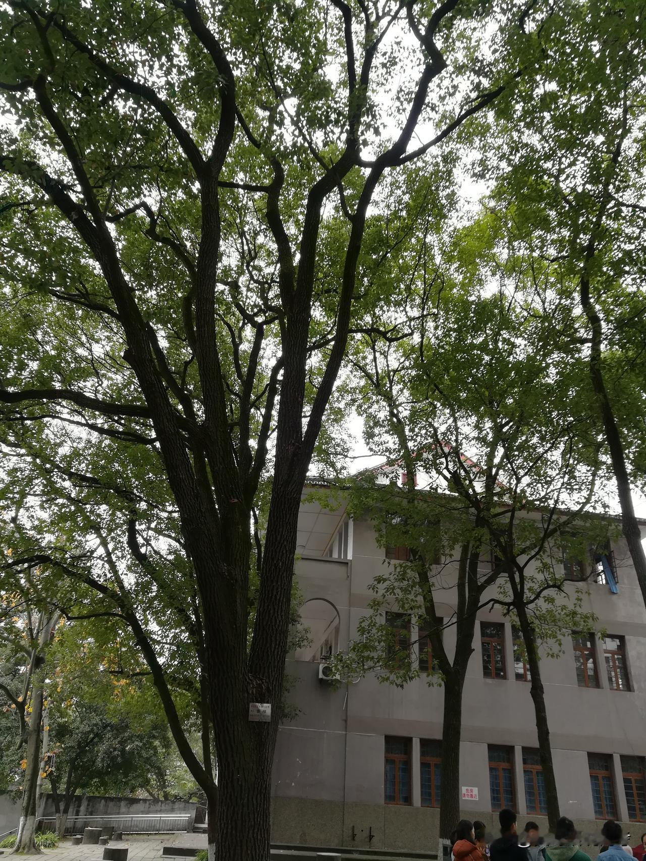 我该怎么写您呢？春秋代序，八十华诞，我仅能以一组多年前回来的照片，向您致生日祝贺