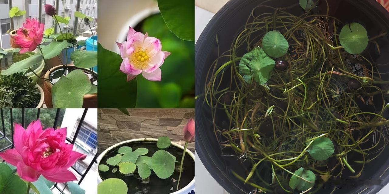 养了一个多月了，商家说能开好多花，我这能不能开花啊？有经验友友们指点一二🙏