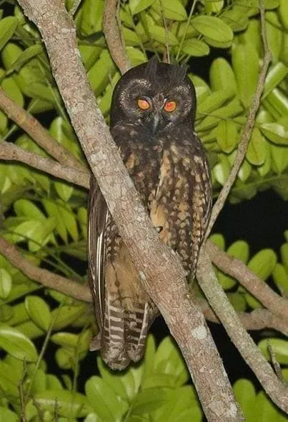 美图欣赏——自然的守护者