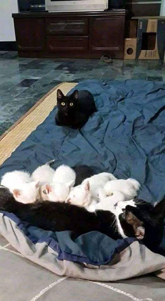 喵爸有一点点疑惑...[费解]