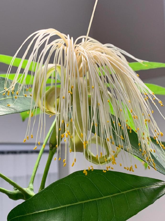 发财树开花！见者暴富🙏🏻 ​​​