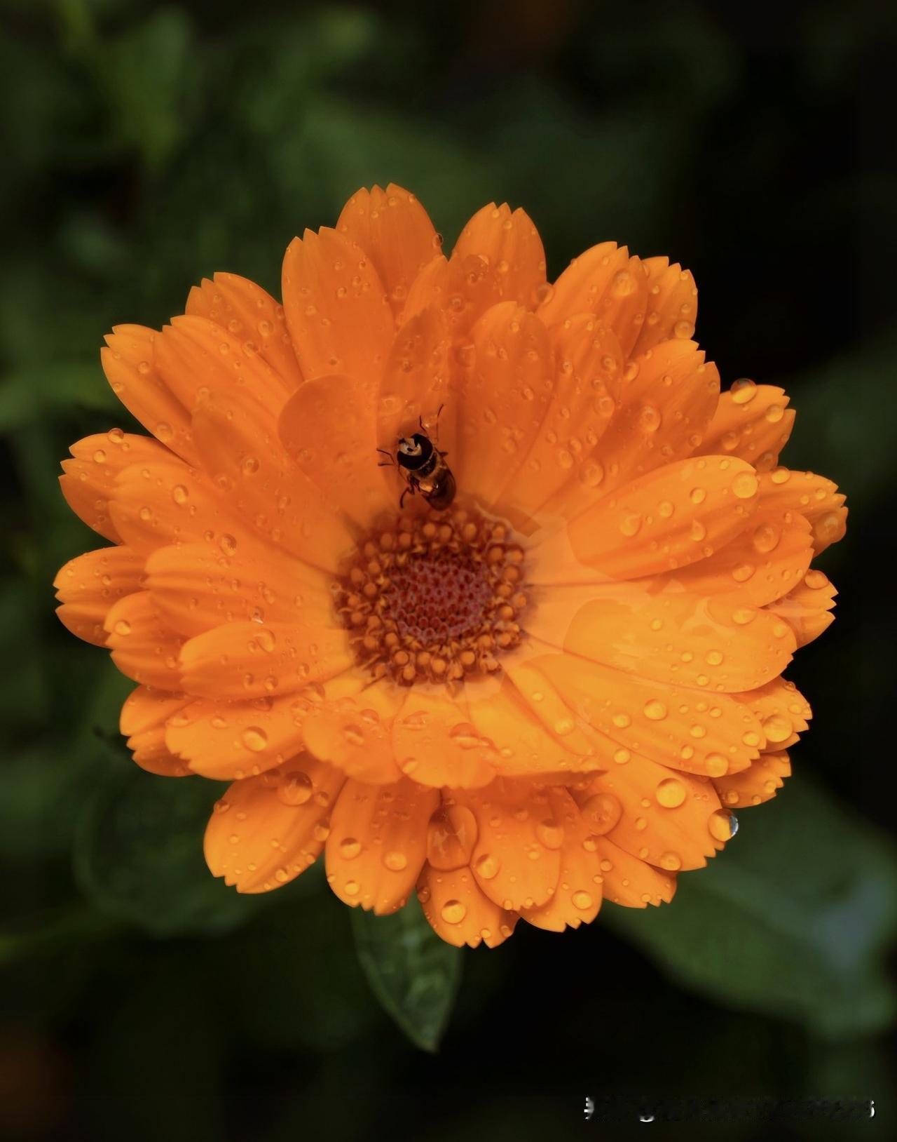 雨落下来时
你正接住整个黄昏的光
金盏花托着满盘碎钻
小蜂是访客，也是信使
把湿