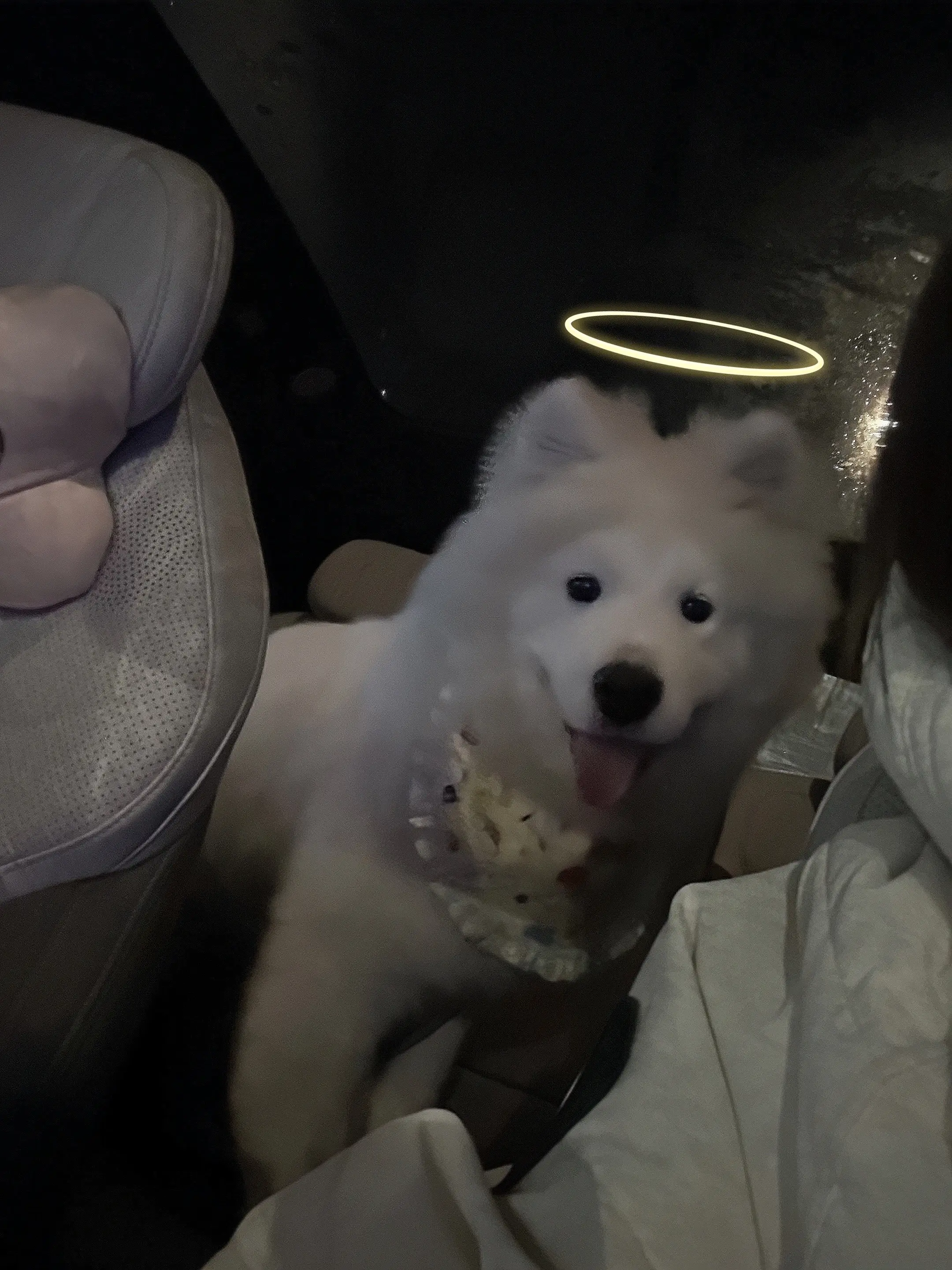 家有萌犬