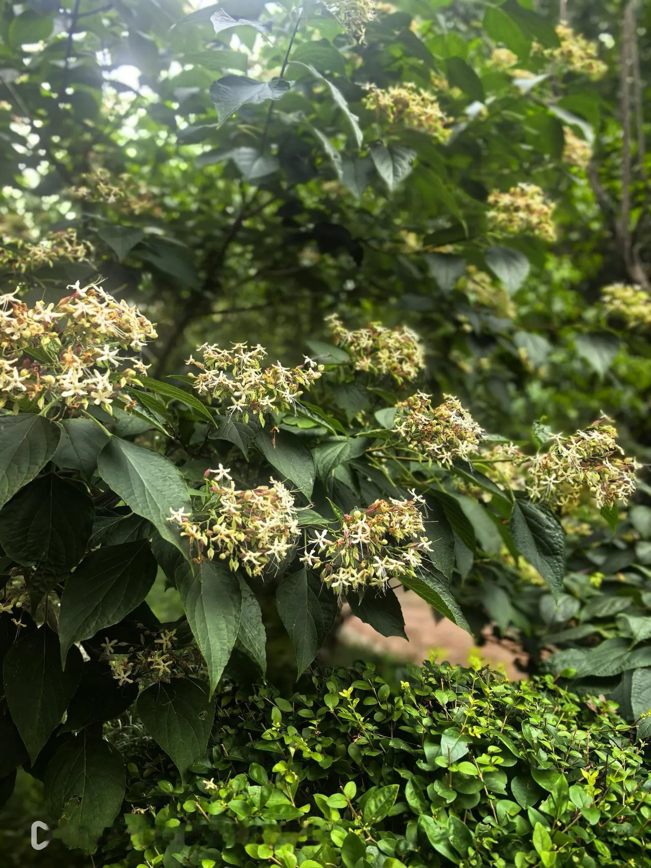 7月6日因“工作需要”辞职，7月30日官宣被查，这时间节点看着有些巧合，其实并不