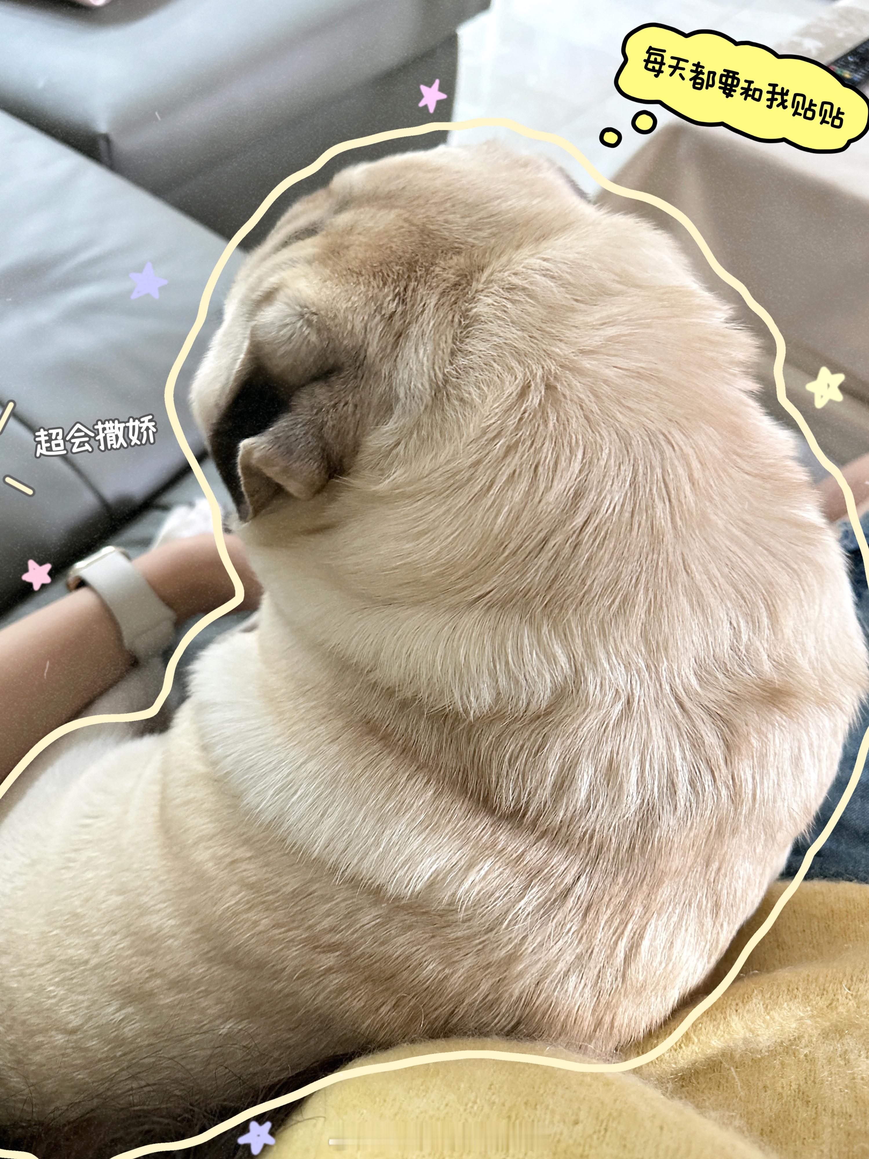 🎈安徽plog丨回家真的好快乐！每天和我的狗子贴贴（叮真的太粘人啦）！从结完婚