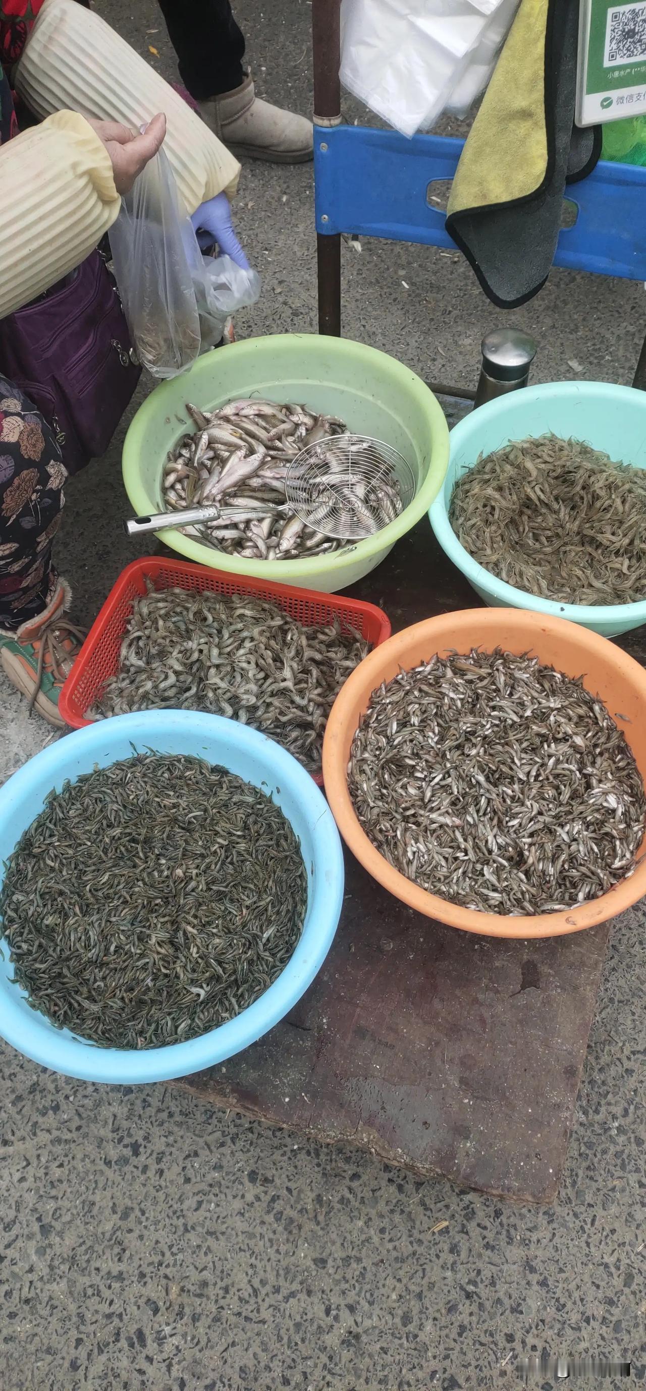 江苏阜宁特产小鱼小虾，内脏也不需要除掉，直接一起煮，味道一绝，特别下饭。#盐城美