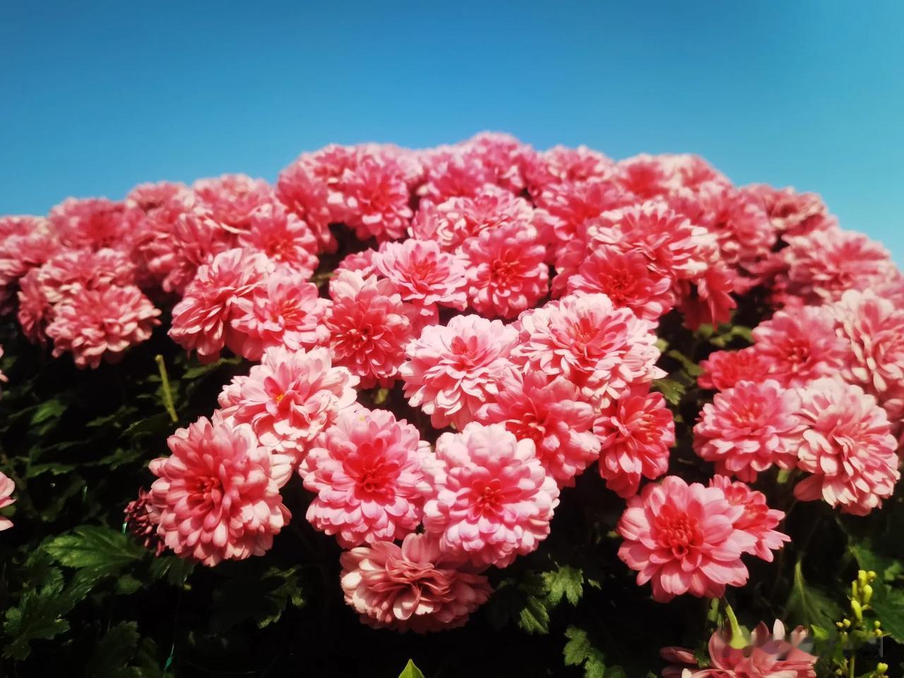 #上联：冰天雪地送冬去，请您来下联#春暖花开迎春来