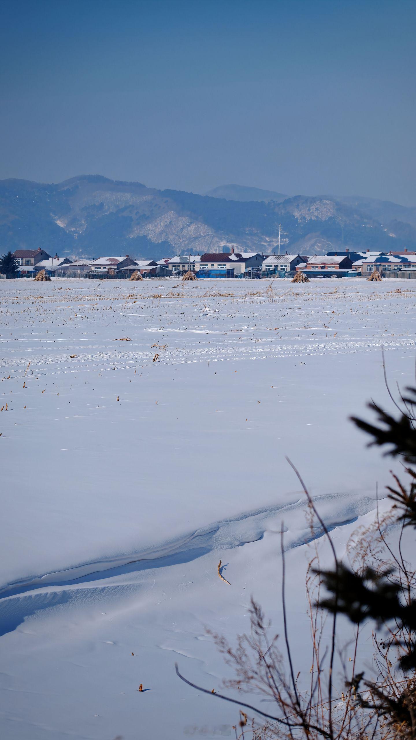 小菌 大雪小雪又一年，冬来冬去又逢春。 