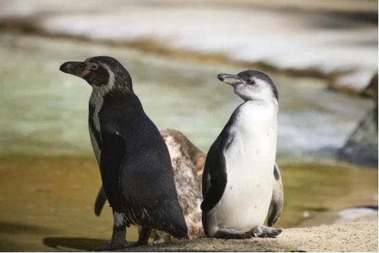 南极有1.2亿只企鹅，每天排便4800吨，可南极依旧干净得很。这是为啥呢？原来企