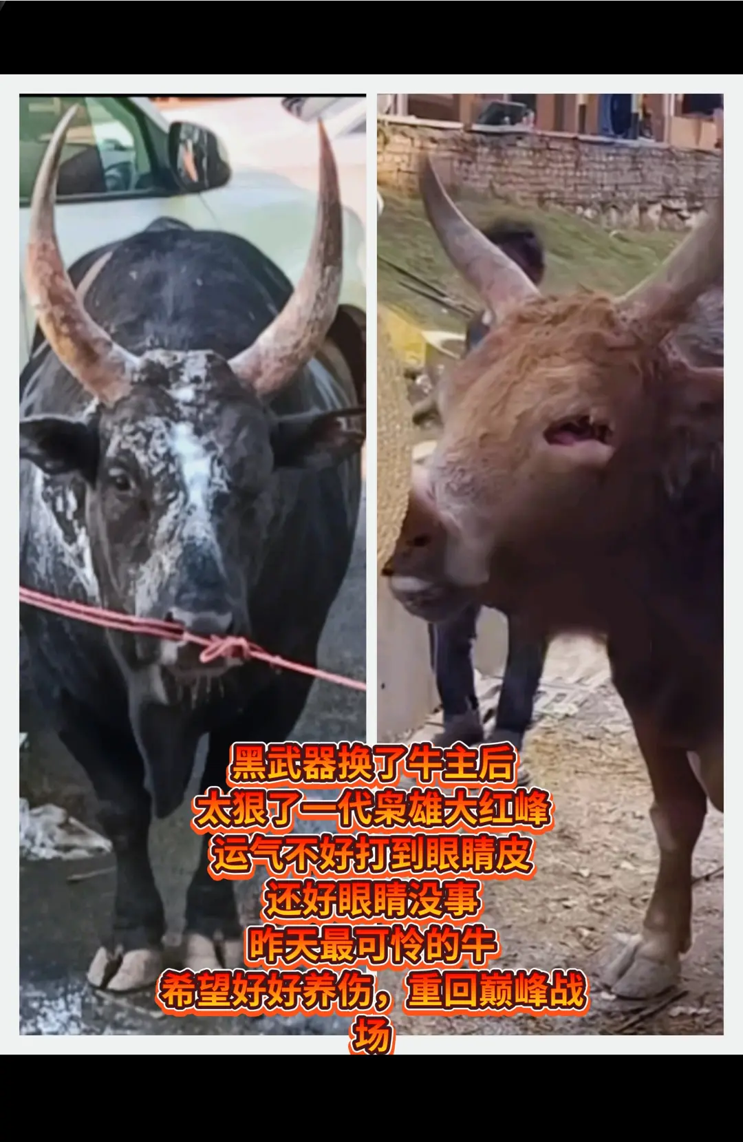 可怜的牛