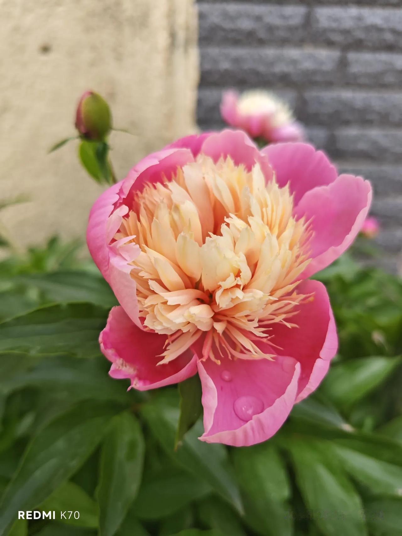 芍药