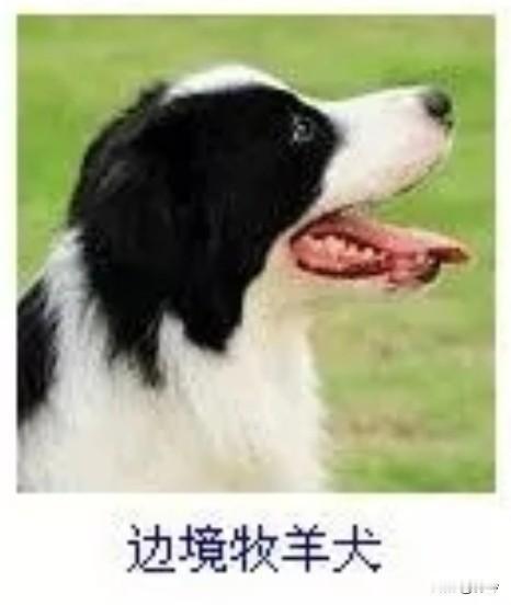菩萨蛮18·边境牧羊犬
       斑毛轻缀春茵劲，垂耳凝眸灵智迸。舌卷野风柔