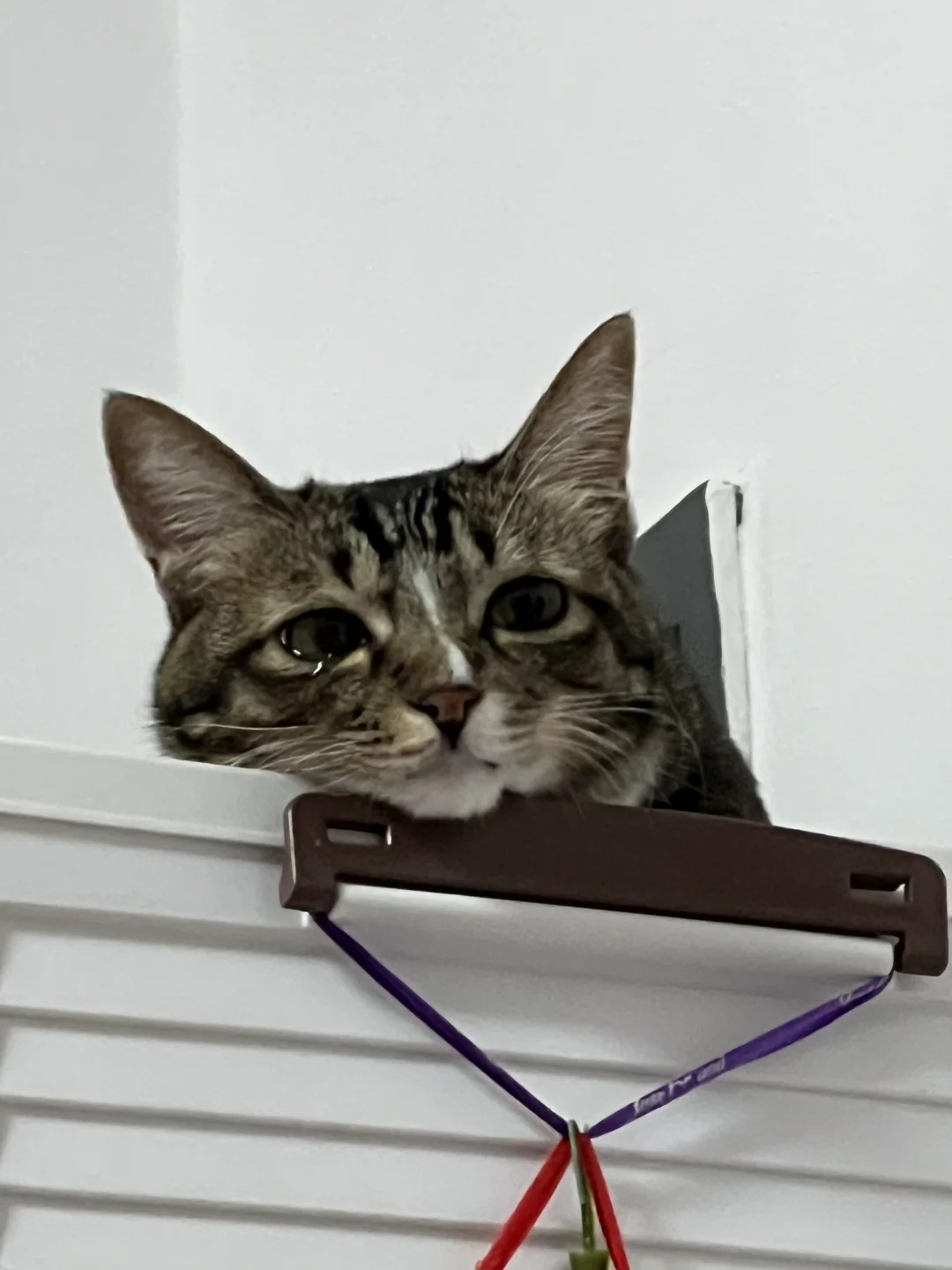 妈咪在外面摸别的猫 回来还叫我嘴臭宝