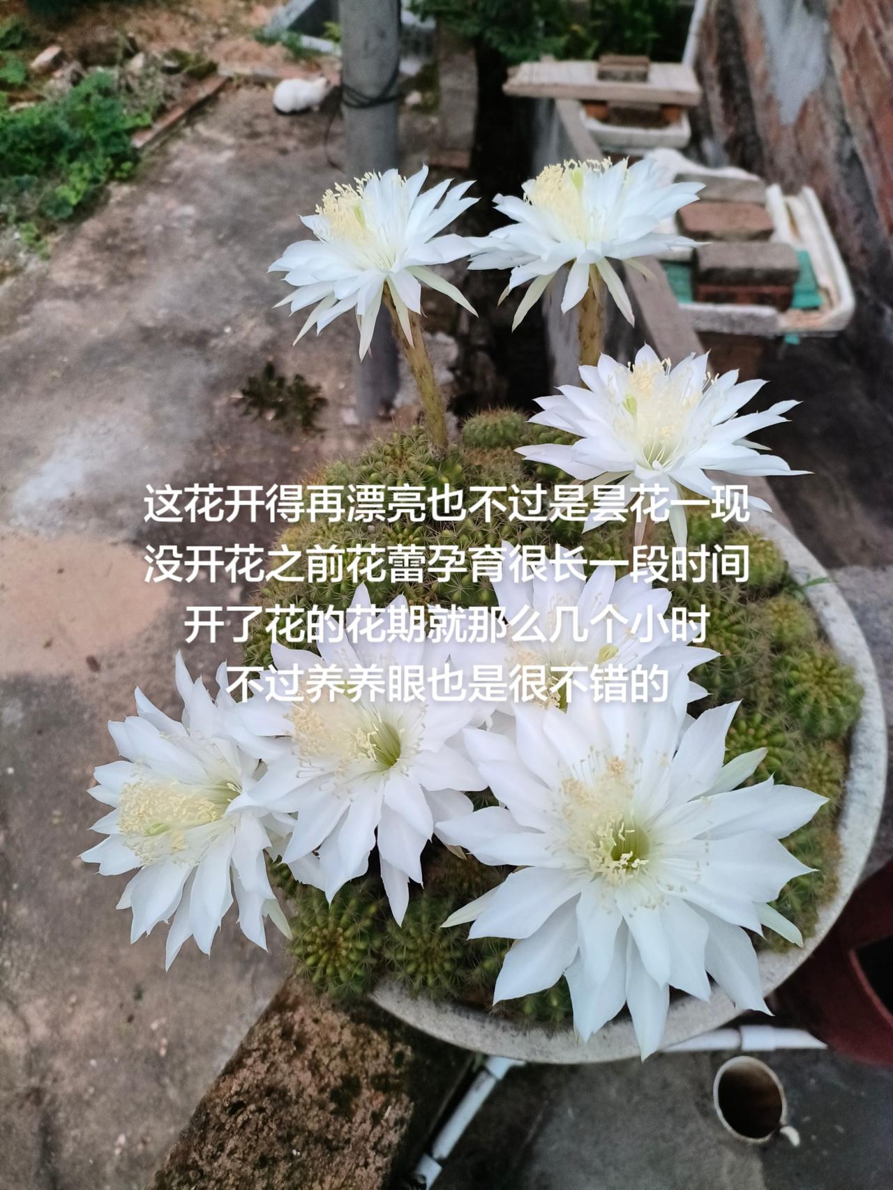 这花开得再漂亮也不过是昙花一现
没开花之前花蕾孕育很长一段时间
开了花的花期就那