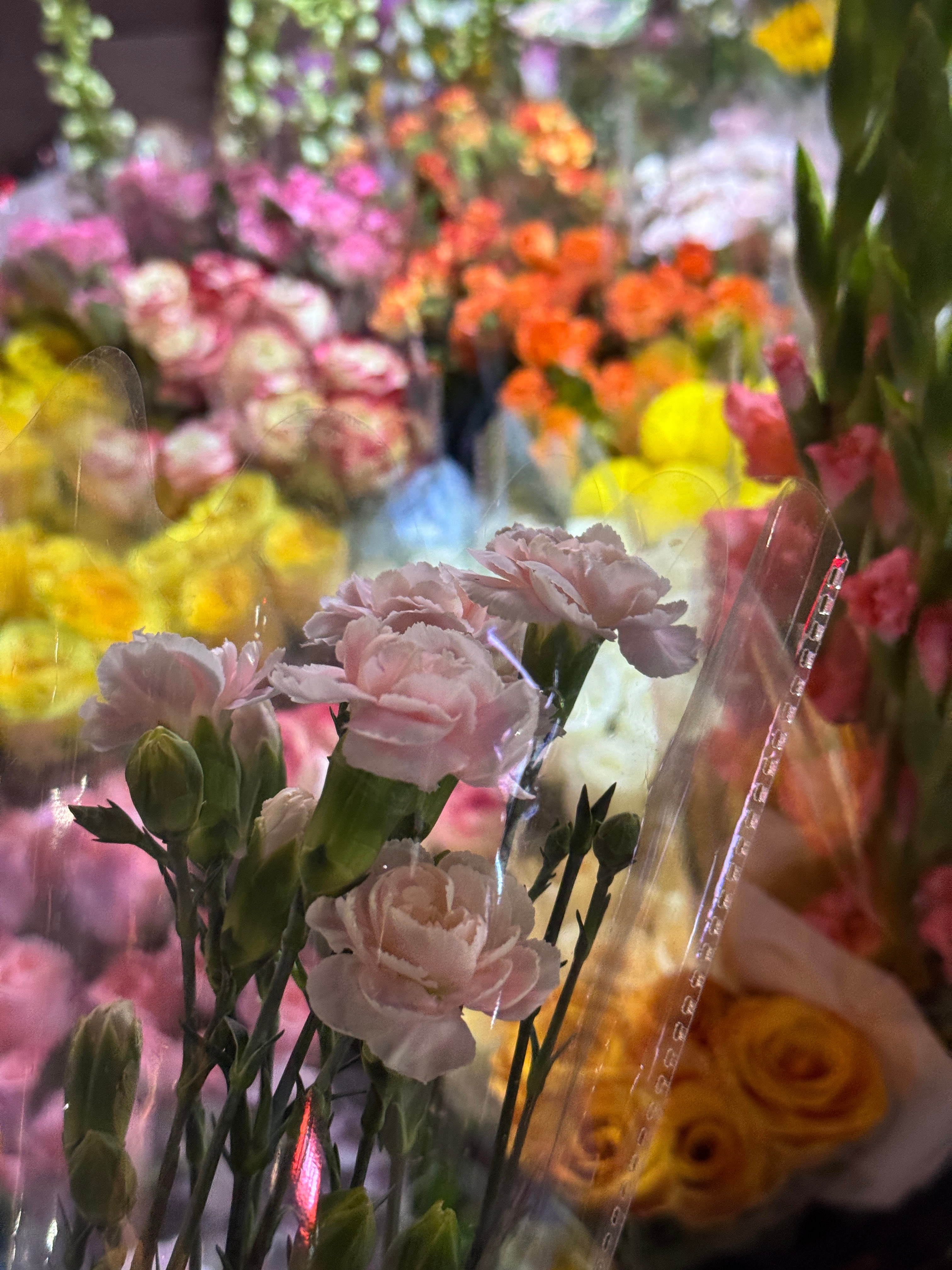 送给自己哒～但其实我也不养花等会随机送给路人[送花花][送花花][送花花]幸福生