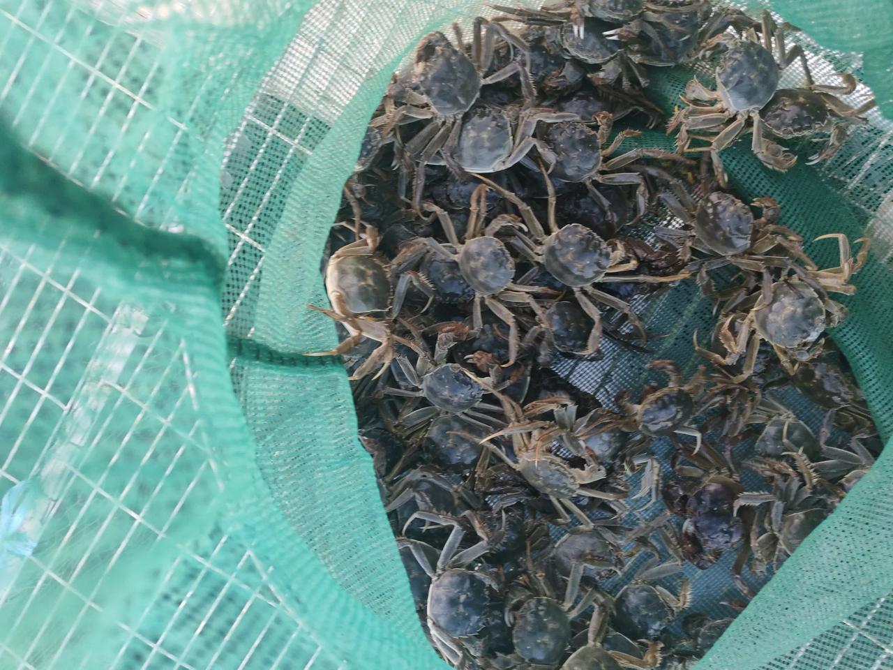 我的希望

初逢时，你那般渺小，那般渺小
大若豆粒，便是我初见你的模样
投入水中