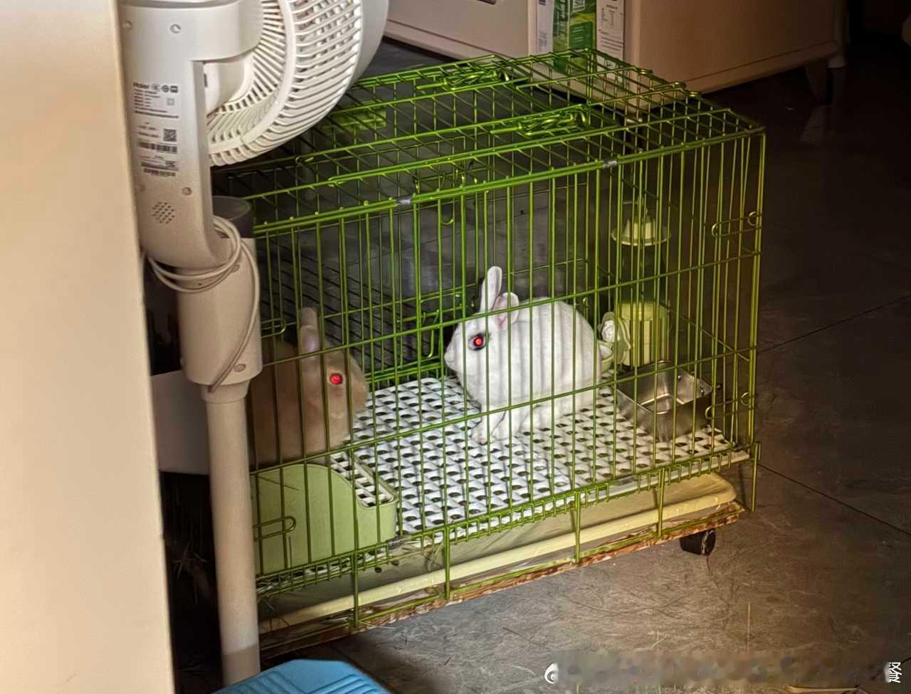 13755🐇【吓哭了】每天晚上家兔就这么眼冒红光地看着我 
