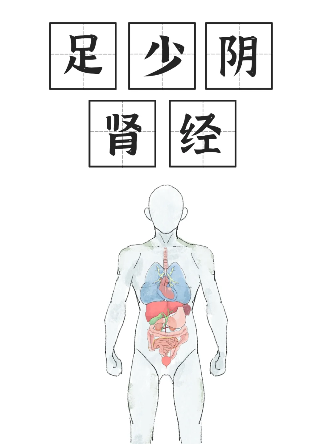 肾经腿部穴位-怎么诊断肾结石👍🏼