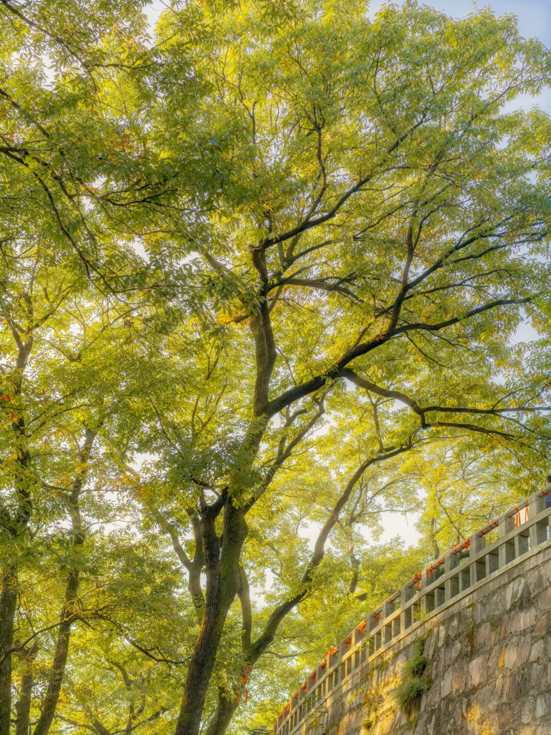 🍂｜当光和秋天相遇