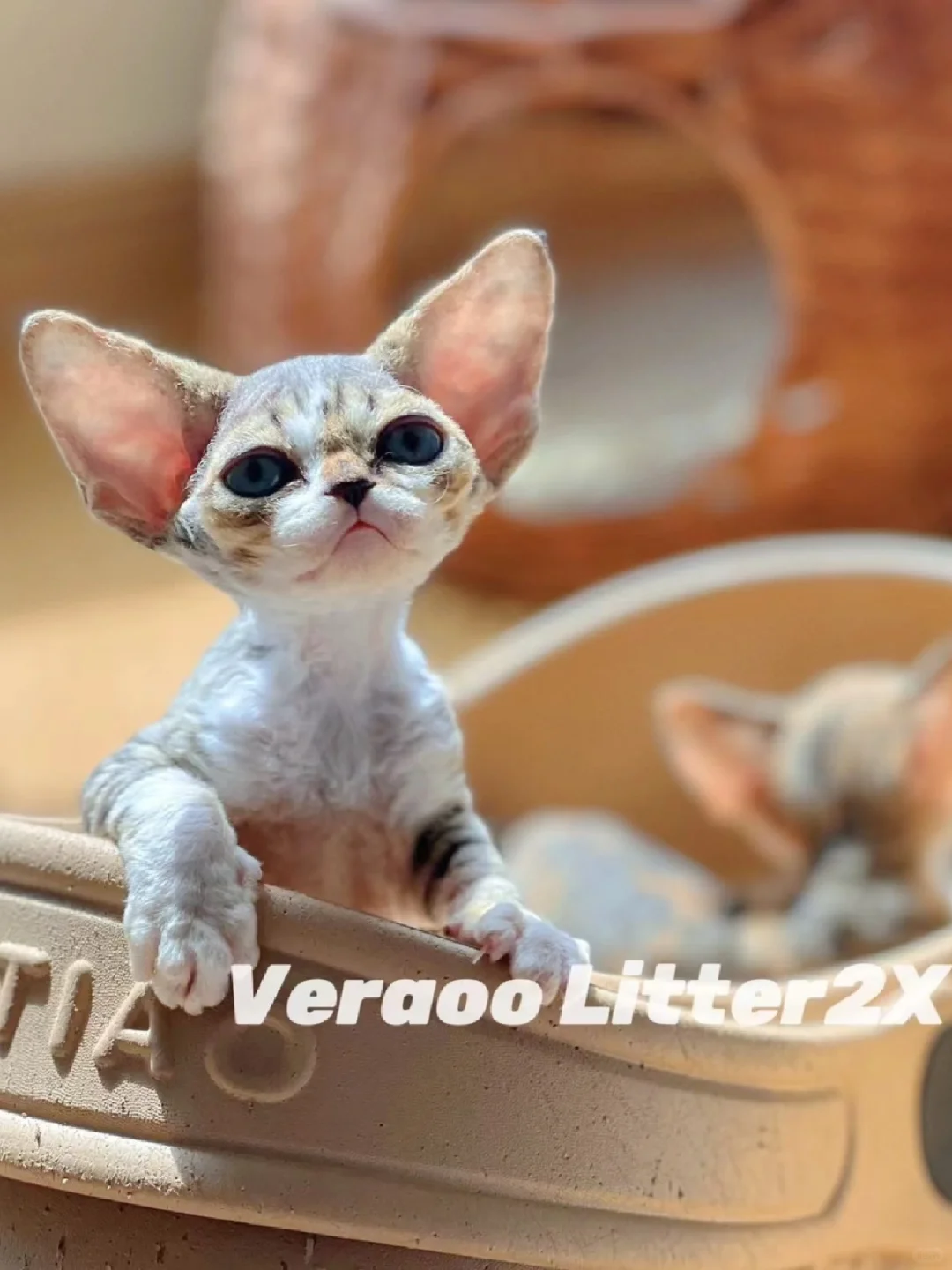 如此优秀的小男孩｜德文卷毛猫