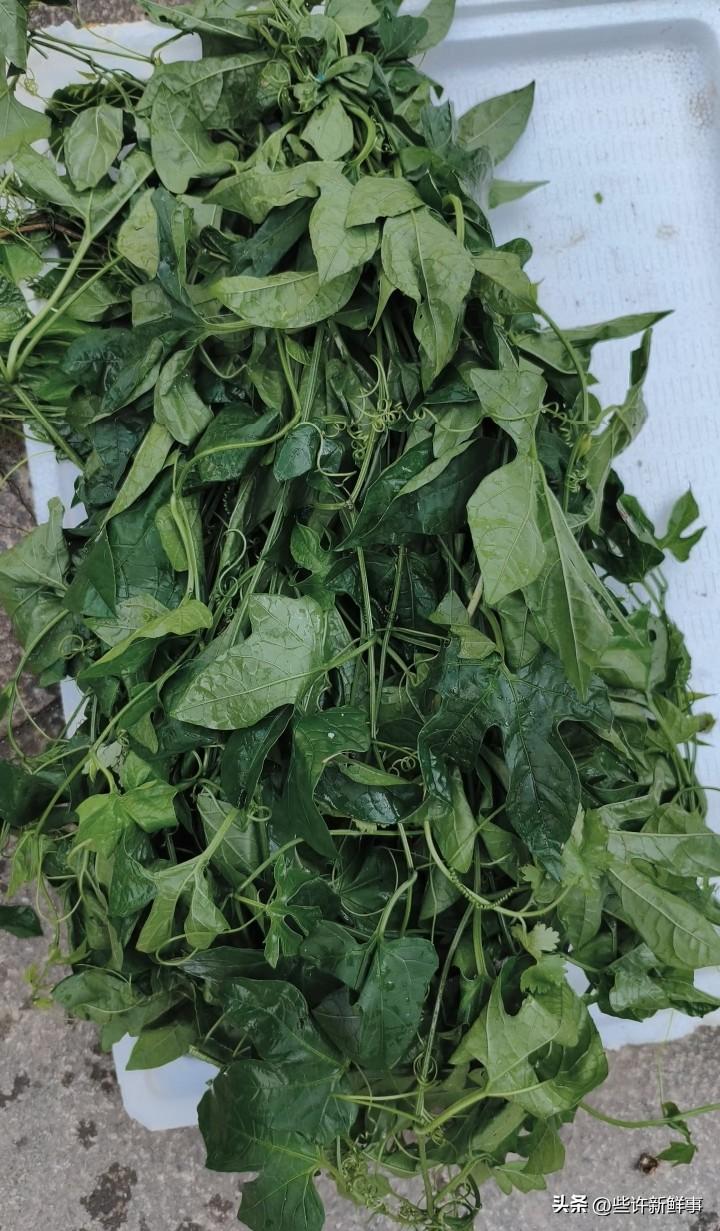 这个青菜是不是只有广西人吃