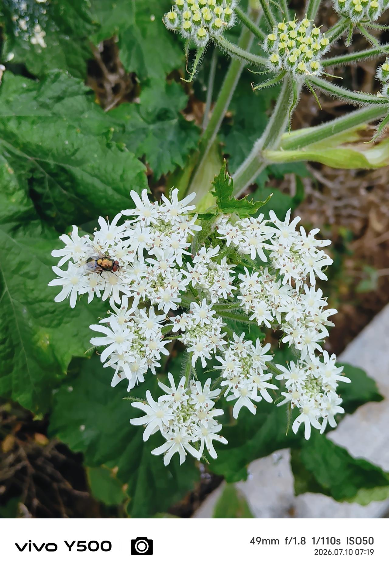 蜜蜂采蜜多好的画面，蜜蜂的勤劳，花朵的甜蜜美丽是经典的赞美诗。
       然