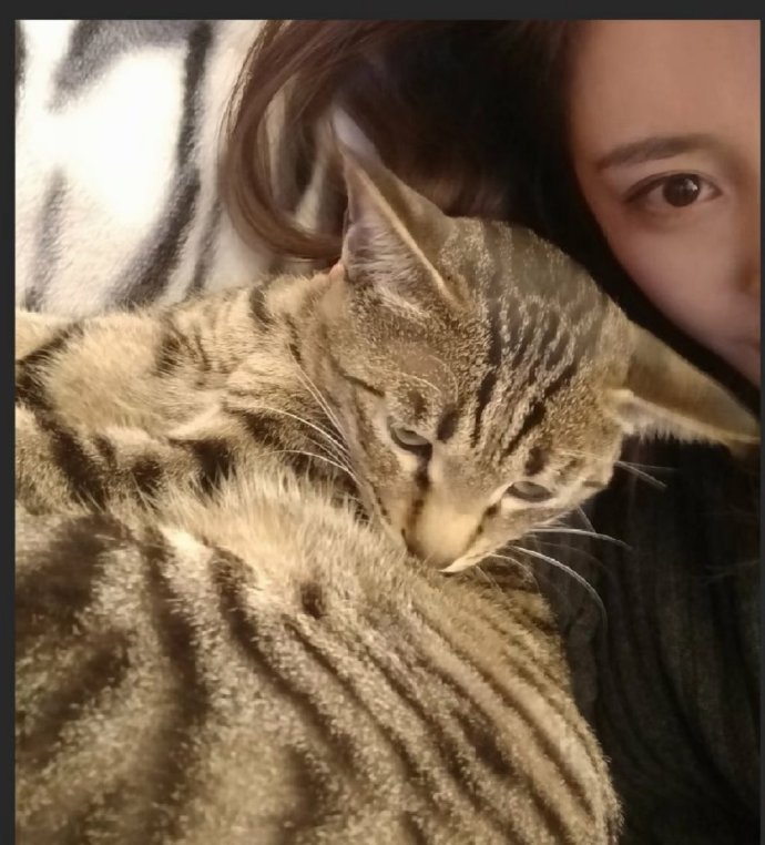 杨幂招聘助理要求杨幂招聘助理会简餐照顾小猫咪不仅要打理日常，还得会做饭、细心照料