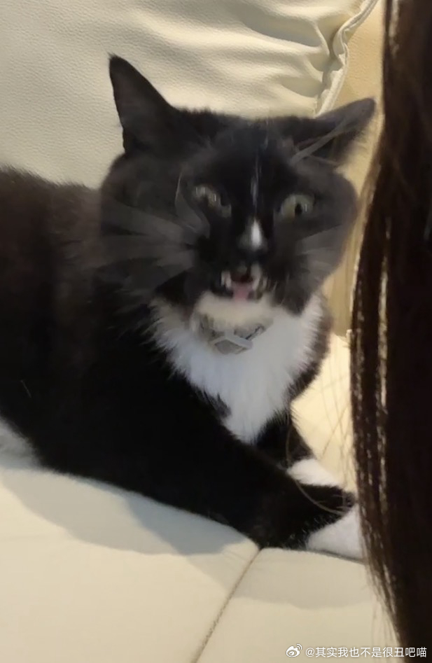 50387【丑猫】丑的想笑 