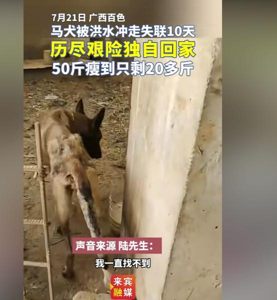近日，广西百色一只被大水卷走的马犬回到家了，主人和马犬双双流泪……
整整十多个日