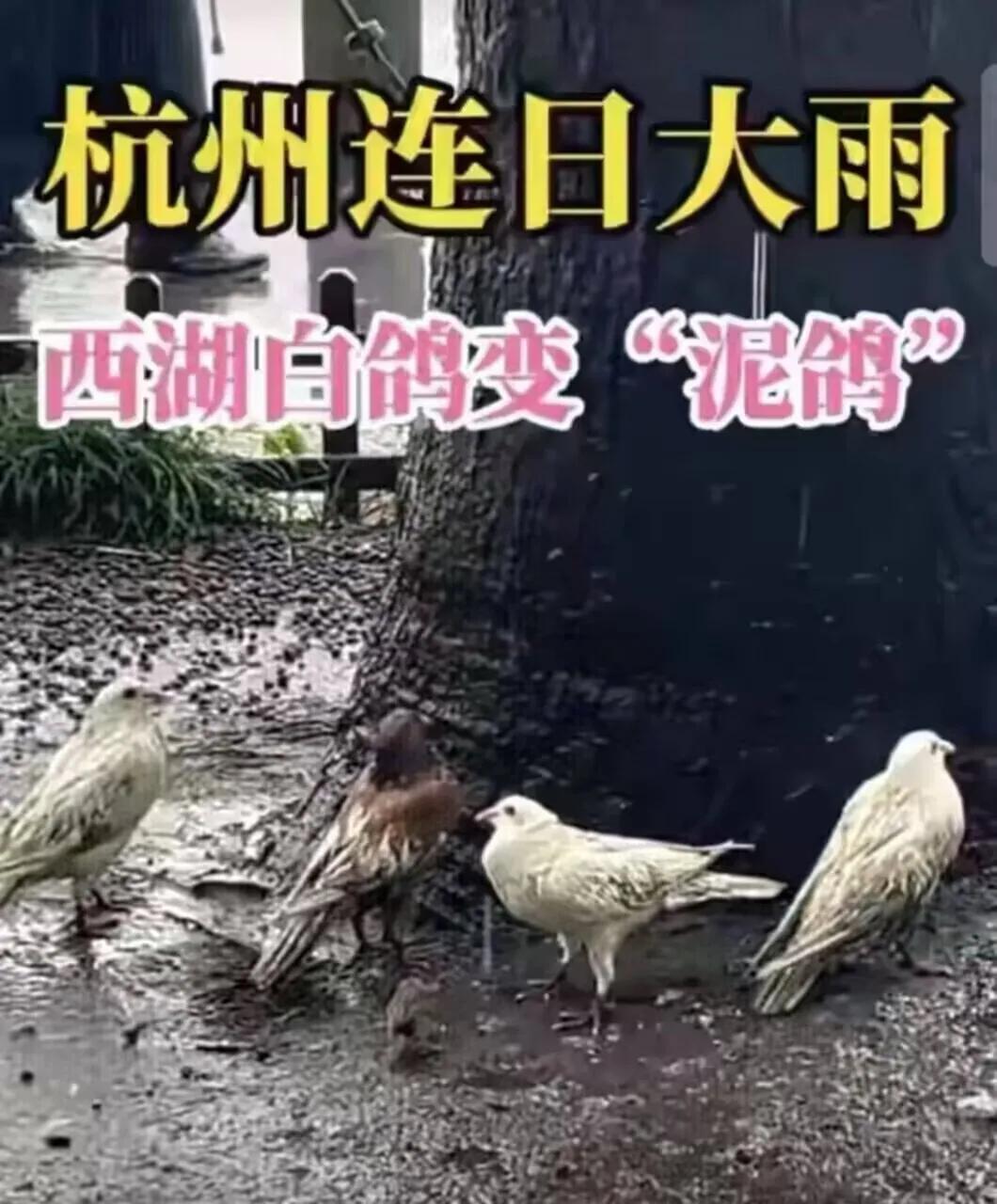 当鸽子突然开始偷东西