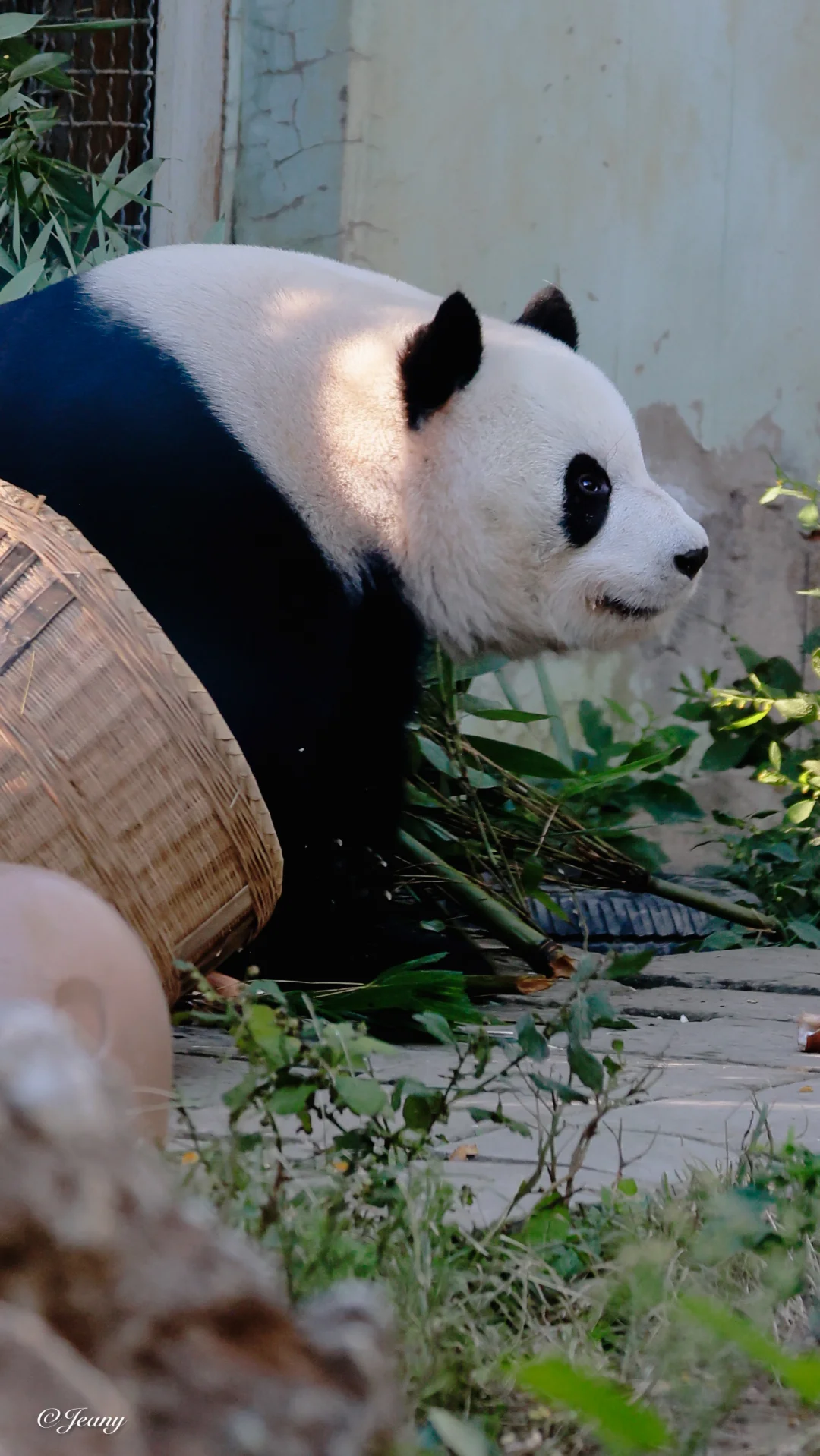 睿智的眼神🐼萌兰帅气呀😍