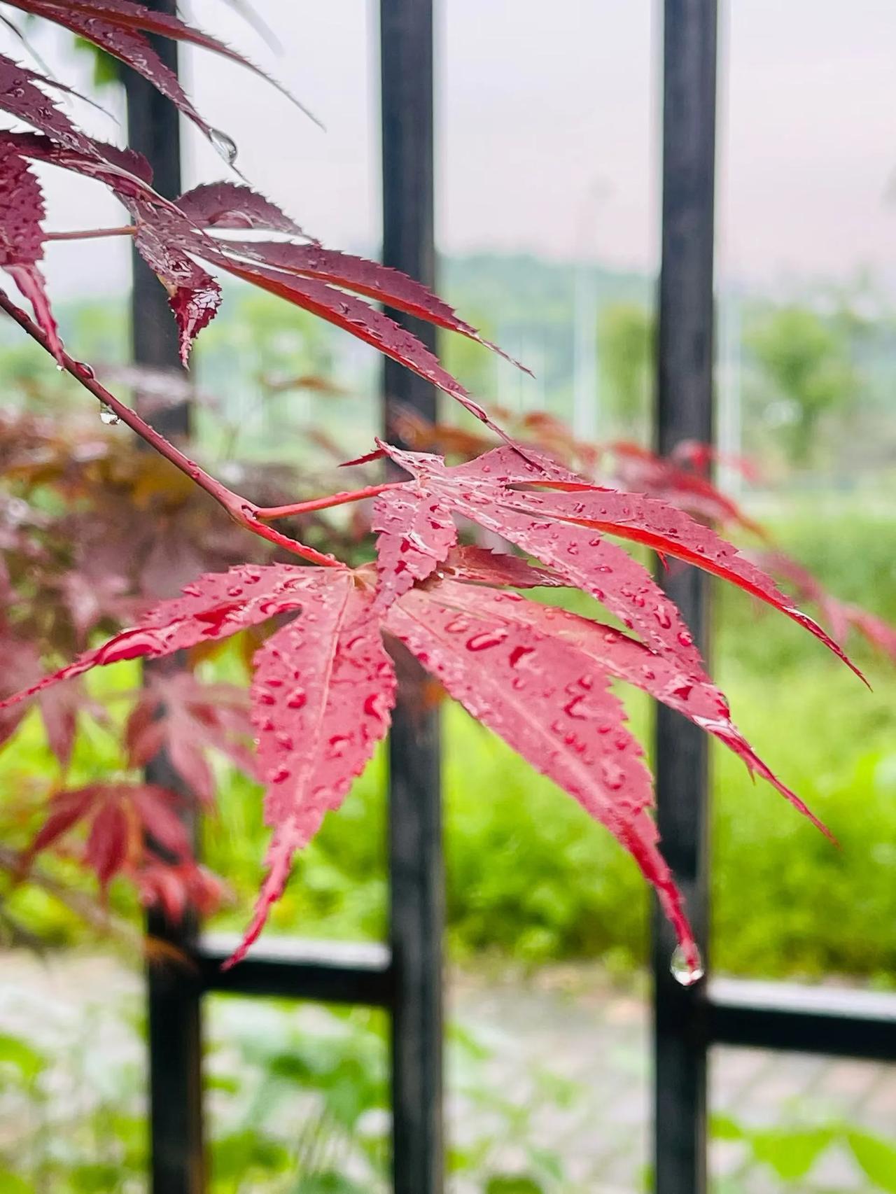 雨落枫尖，
每一滴水珠都裹着温柔的红💧
下雨天窗外的一抹美景。