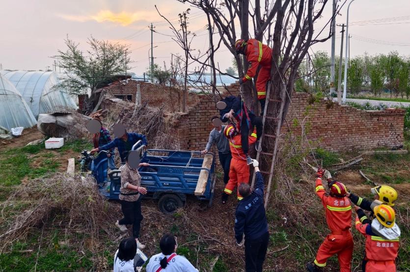 北京男子摘香椿倒挂树上7小时，差点因一口野菜丢命

谁能想到，为了一口新鲜香椿，