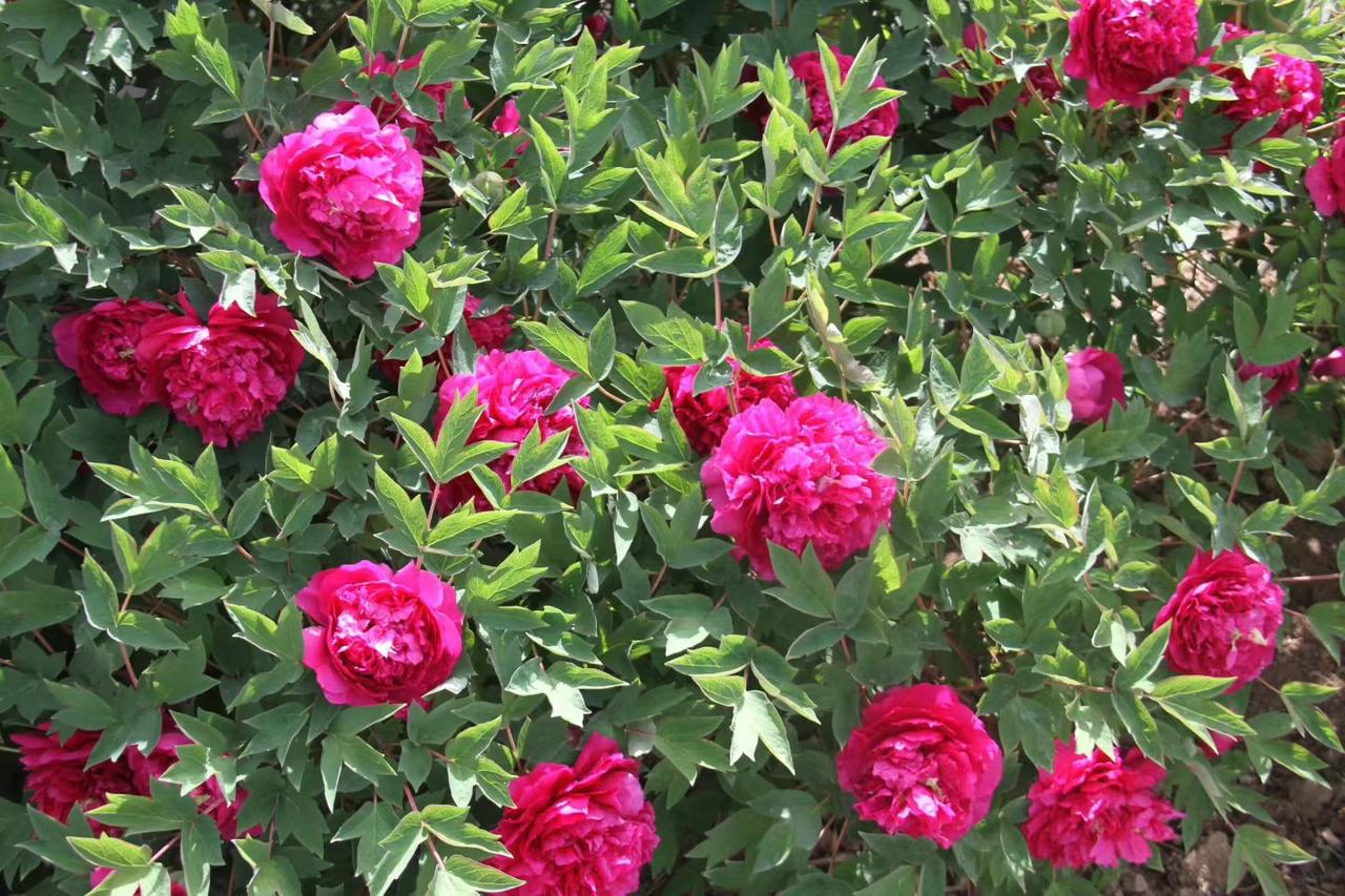 没有绿叶相扶持，哪得花红如此艳！