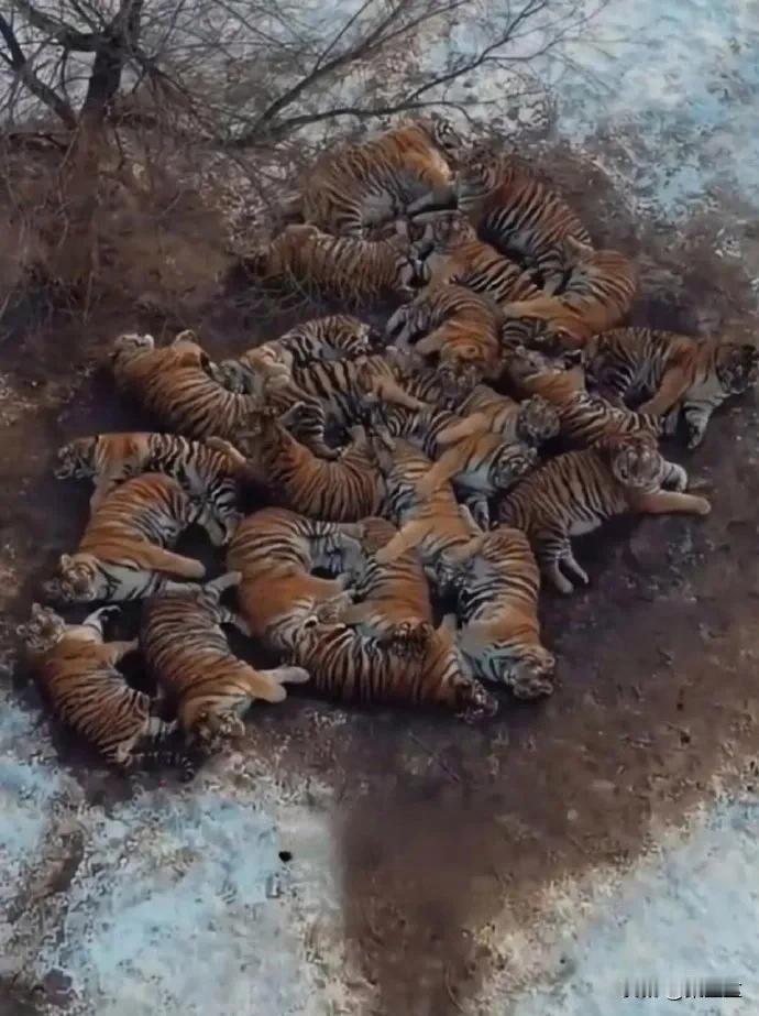 这野外不怕被武松李逵和狼熊野猪等猛兽一窝端了。俗话说一山不容二虎果然不是两个古人