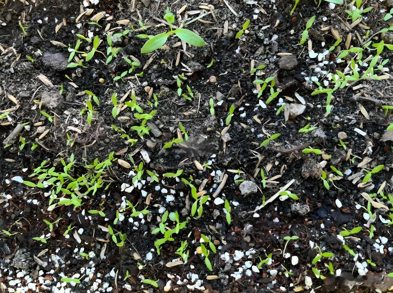 芹菜小苗为什么长得比其他蔬菜慢?
 
不少菜友纳闷，同样一起播种，别的菜呼呼往外