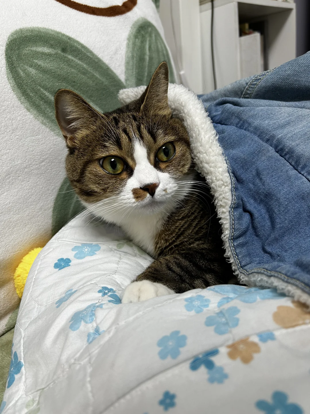 小猫出窝失败